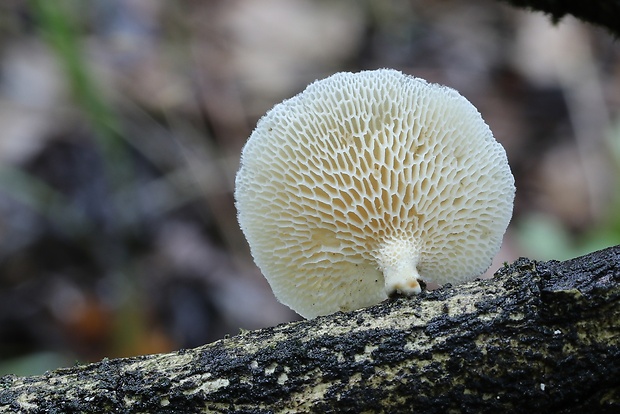 trúdnik veľkopórový Neofavolus alveolaris (DC.) Sotome & T. Hatt.