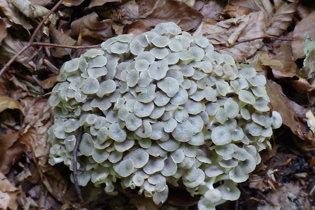 trúdnik klobúčkatý Polyporus umbellatus (Pers.) Fr.