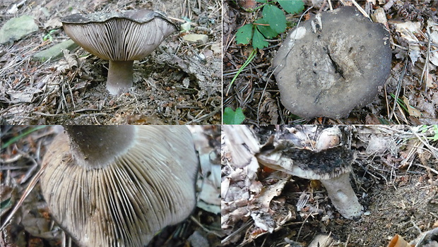 plávka čiernobiela Russula albonigra (Krombh.) Fr.