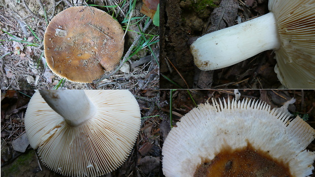 plávka lasičia Russula mustelina Fr.