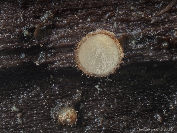 trichoféa Trichophaea sp.