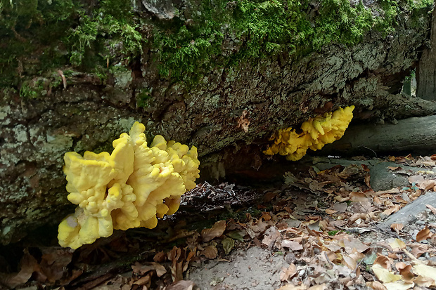 sírovec obyčajný Laetiporus sulphureus (Bull.) Murrill