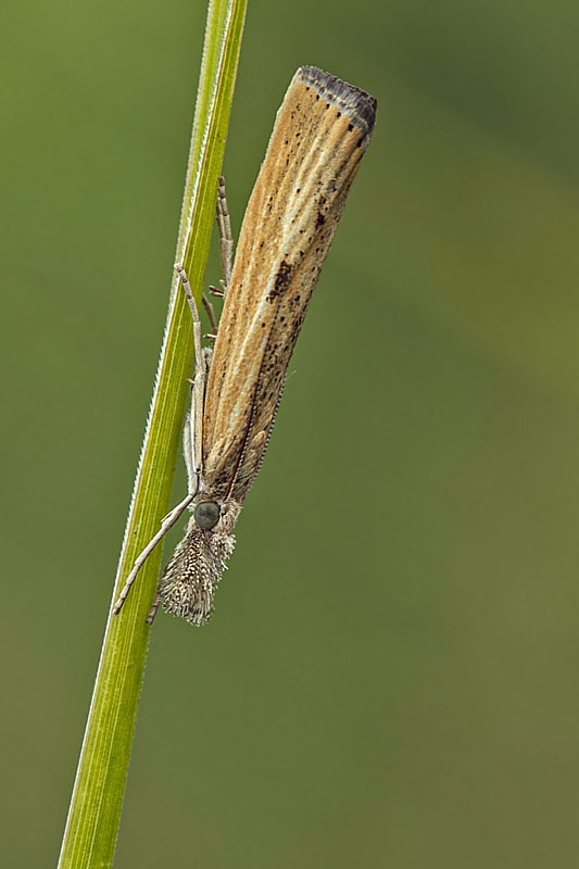 trávovec prúžkatý  Agriphila inquinatella