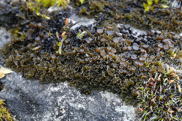 koléma Blennothallia crispa (Huds.) Otálora, P.M. Jørg. & Wedin