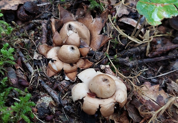 hviezdovka strapkatá Geastrum fimbriatum Fr.