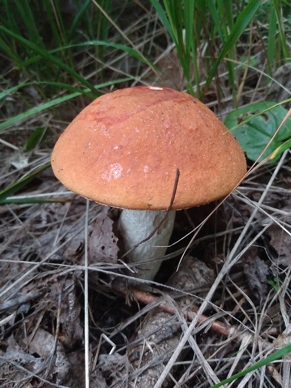 kozák osikový Leccinum albostipitatum den Bakker & Noordel.