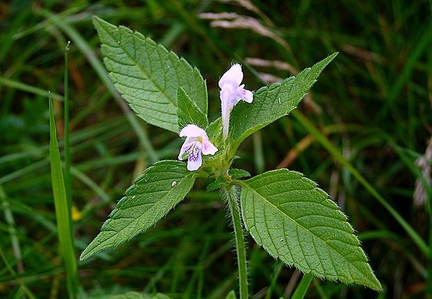 konopnica dvojúkrojková Galeopsis bifida Boenn.