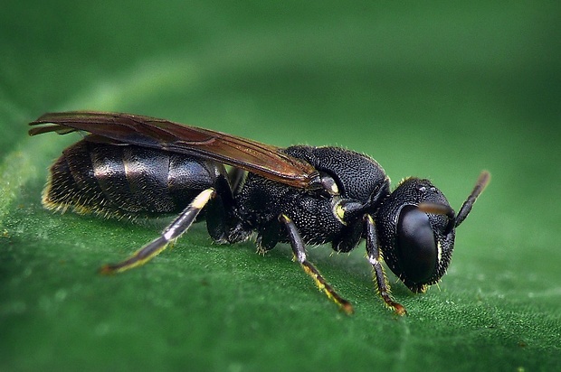 pravčela obyčajná (sk) / maskonoska obecná (cz) Hylaeus communis (Nylander, 1852)