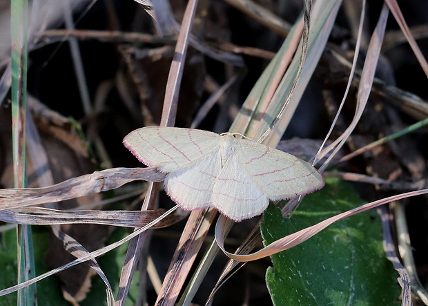 piadica prútnatcová  Rhodostrophia vibicaria