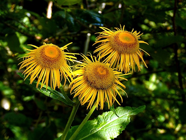 telekia ozdobná Telekia speciosa (Schreb.) Baumg.