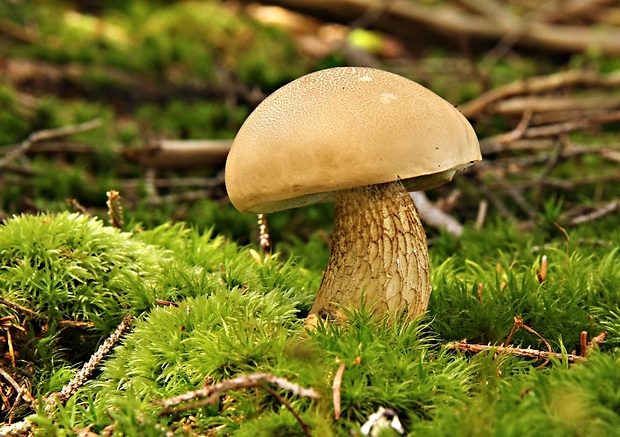 podhríb žlčový Tylopilus felleus (Bull.) P. Karst.