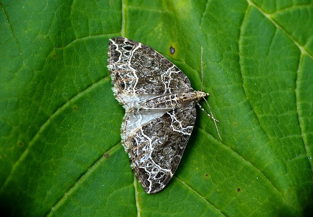 piadivka hnedohlavá Ecliptopera silaceata