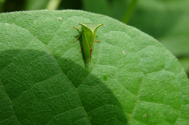 tŕňovka býčia Stictocephala bisonia Kopp & Yonke, 1977