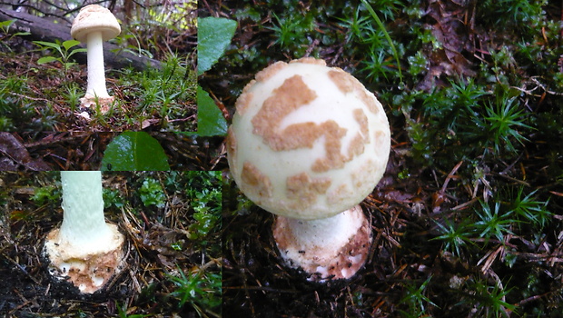 muchotrávka citrónovožltá Amanita citrina Pers.