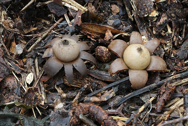 hviezdovka bradavičnatá Geastrum corollinum (Batsch) Hollós