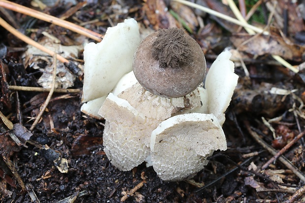 hviezdovka klenbová Geastrum fornicatum (Huds.) Hook.