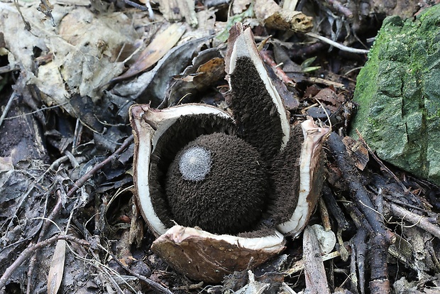 hviezdovka vlasatá Geastrum melanocephalum (Czern.) V.J. Staněk