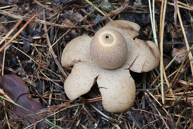 hviezdovka červenkastá Geastrum rufescens Pers.