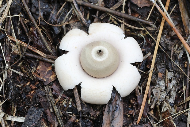 hviezdovka mechovitá Geastrum saccatum Fr.