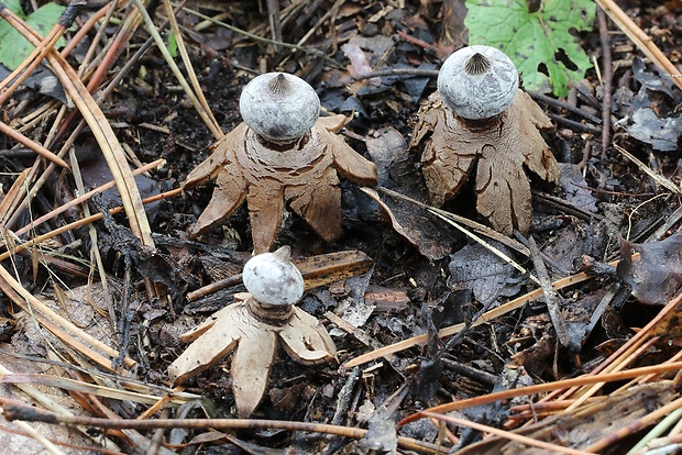 hviezdovka golierikovitá Geastrum striatum DC.