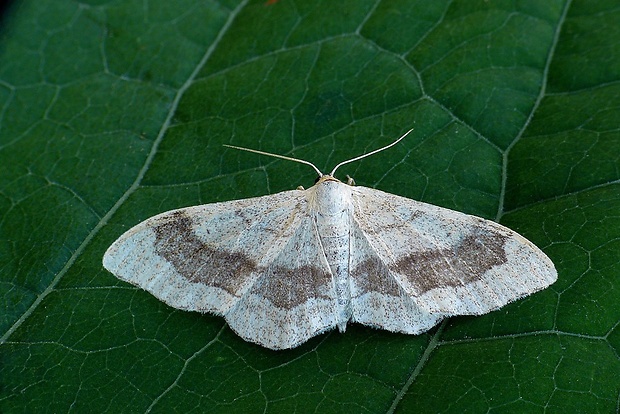 piadica kručinková (sk) / žlutokřídlec kručinkový (cz) Idaea aversata (Linnaeus, 1758)