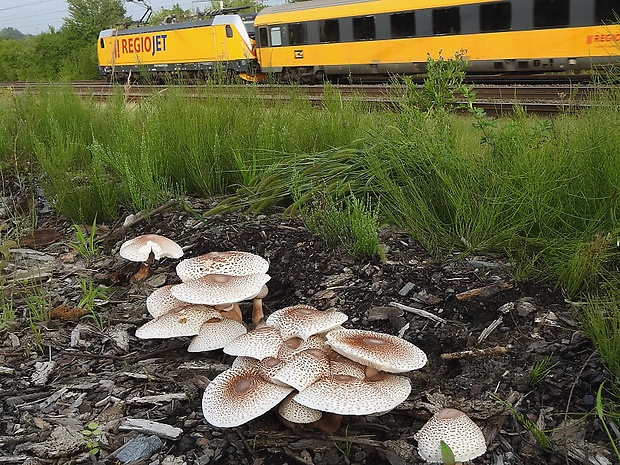 bedľovec Bresadolov Leucoagaricus americanus (Peck) Vellinga