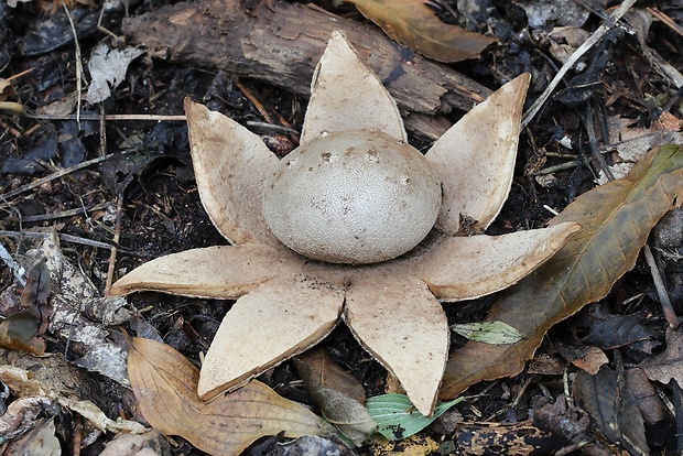 mnohokrčka dierkovaná Myriostoma coliforme (Dicks.) Corda