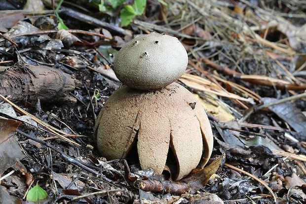 mnohokrčka dierkovaná Myriostoma coliforme (Dicks.) Corda