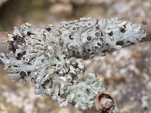 fyscia hviezdovitá Physcia stellaris (L.) Nyl.