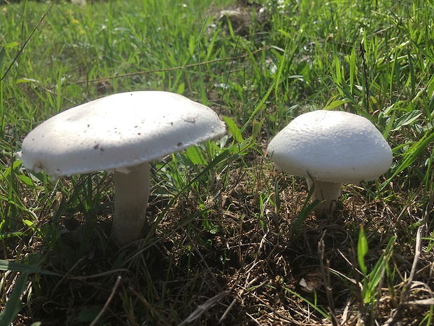 pečiarka poľná Agaricus campestris L.