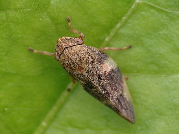 peniarka jelšová Aphrophora alni