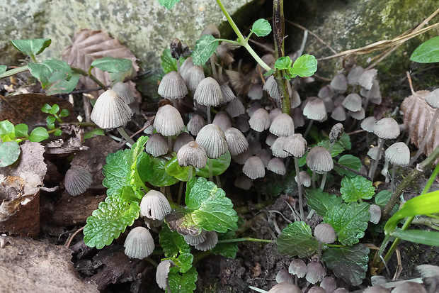 hnojník rozsiaty Coprinellus disseminatus (Pers.) J.E. Lange