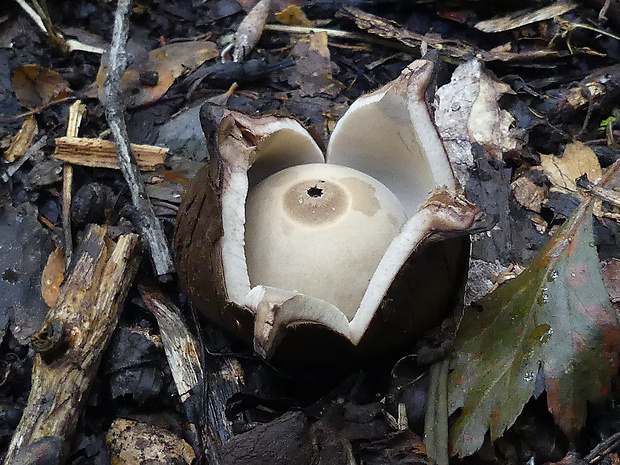 hviezdovka trojitá Geastrum triplex Jungh.