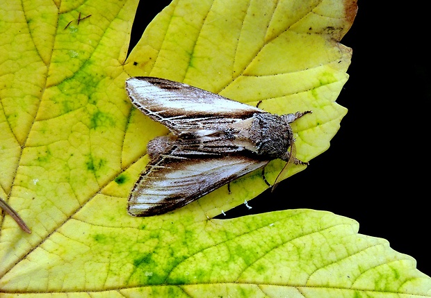 chochlatka osiková Pheosia tremula