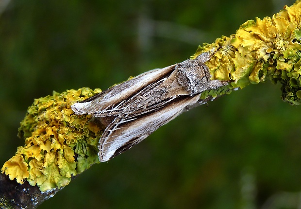 chochlatka osiková Pheosia tremula