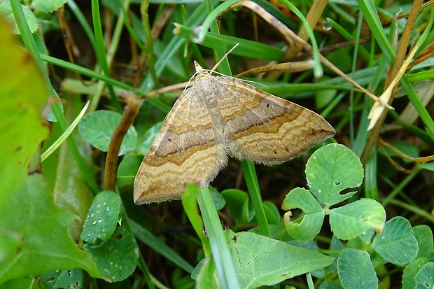 piadivka stoklasová Scotopteryx chenopodiata