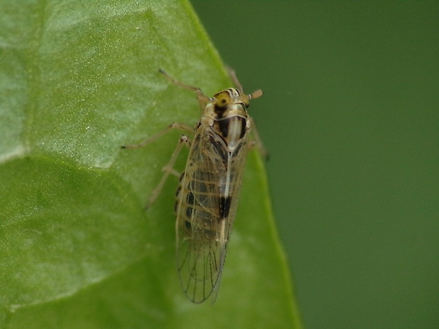 ostrôžka Sogatella furcifera (Horvath, 1899)