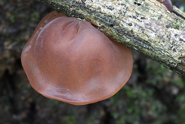 uchovec bazový Auricularia auricula-judae (Bull.) Quél.