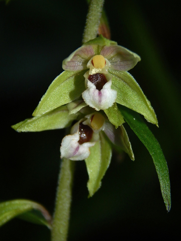 kruštík širokolistý pravý Epipactis helleborine subsp. helleborine (L.) Crantz