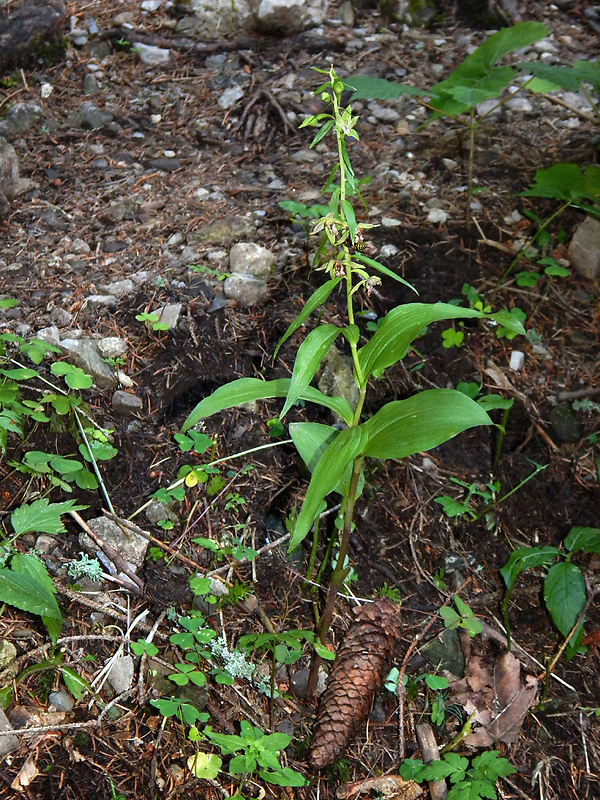 kruštík komorický Epipactis komoricensis Mereďa