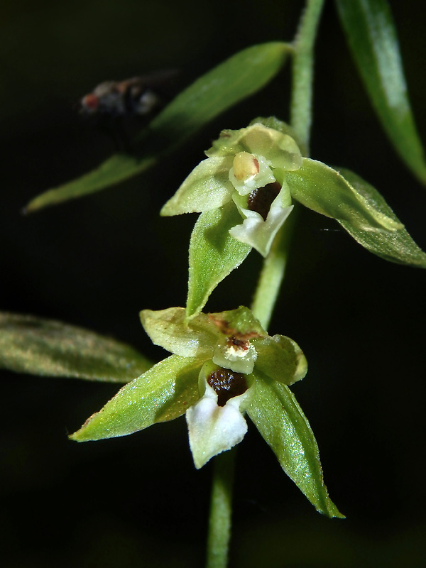 kruštík leuteho Epipactis leutei