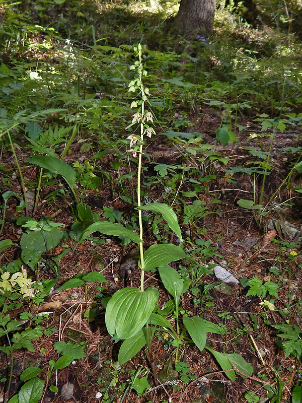 kruštík leuteho Epipactis leutei