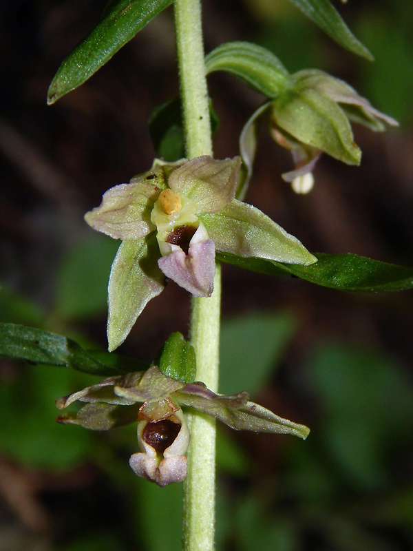 kruštík leuteho Epipactis leutei