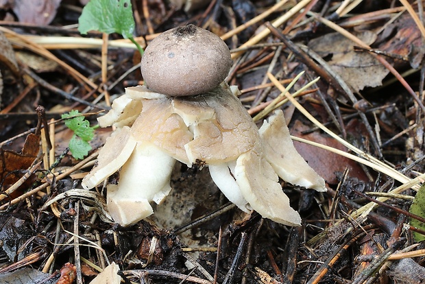 hviezdovka klenbová Geastrum fornicatum (Huds.) Hook.