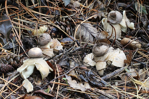 hviezdovka klenbová Geastrum fornicatum (Huds.) Hook.