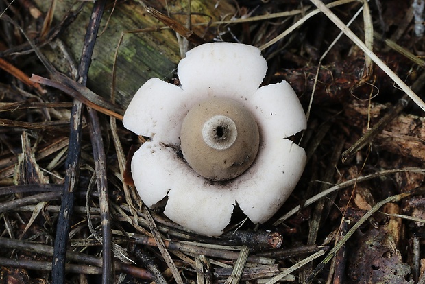 hviezdovka mechovitá Geastrum saccatum Fr.