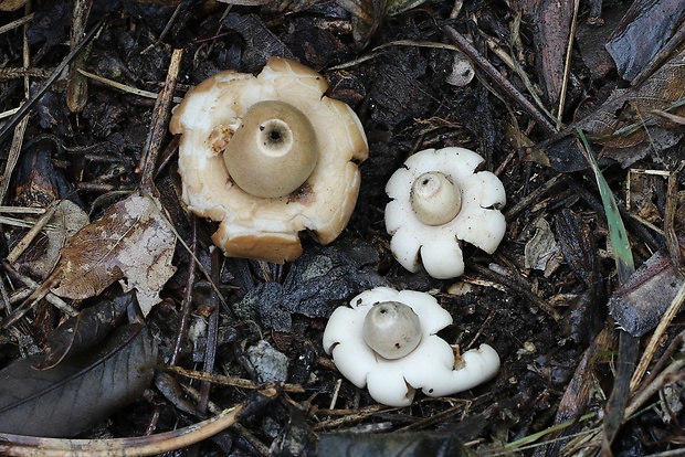 hviezdovka mechovitá Geastrum saccatum Fr.