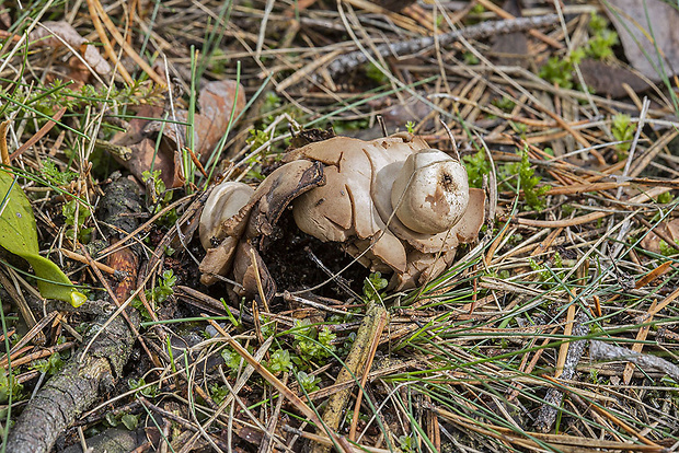 hviezdovka trojitá Geastrum triplex Jungh.