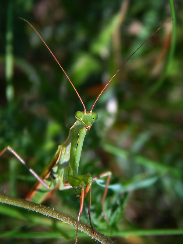 modlivka zelená Mantis religiosa