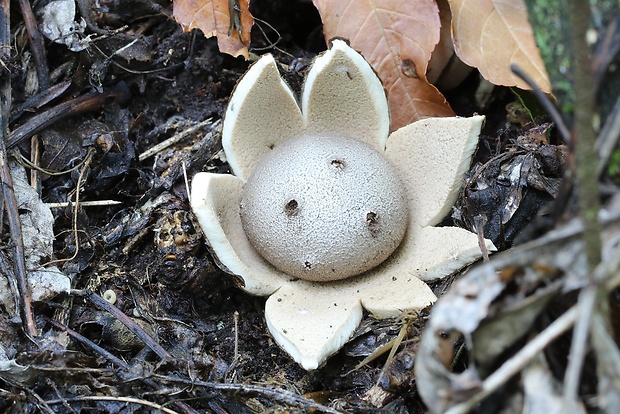 mnohokrčka dierkovaná Myriostoma coliforme (Dicks.) Corda